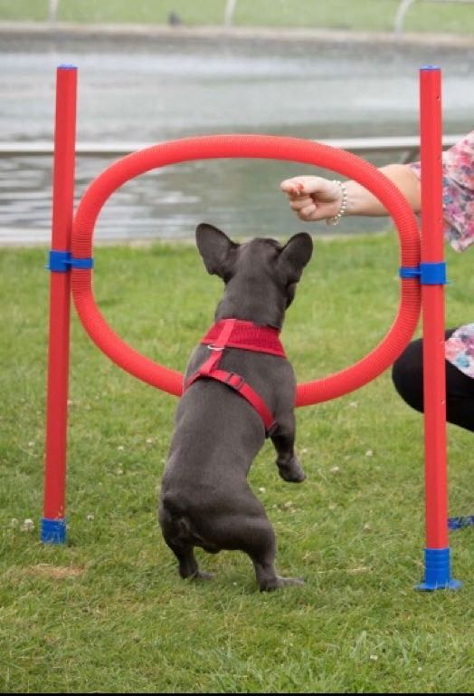 Agility slalom and hoop