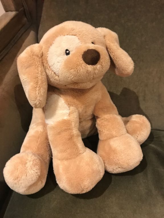 Soft puppy